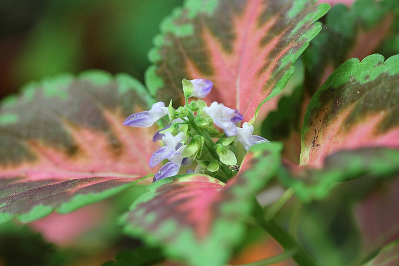 Coleus