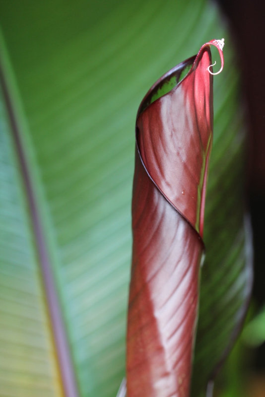 Ensete ventricosum