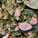 Syngonium rose