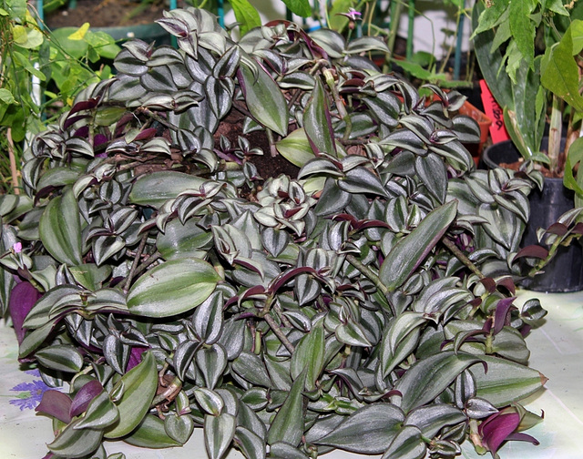 Zebrina