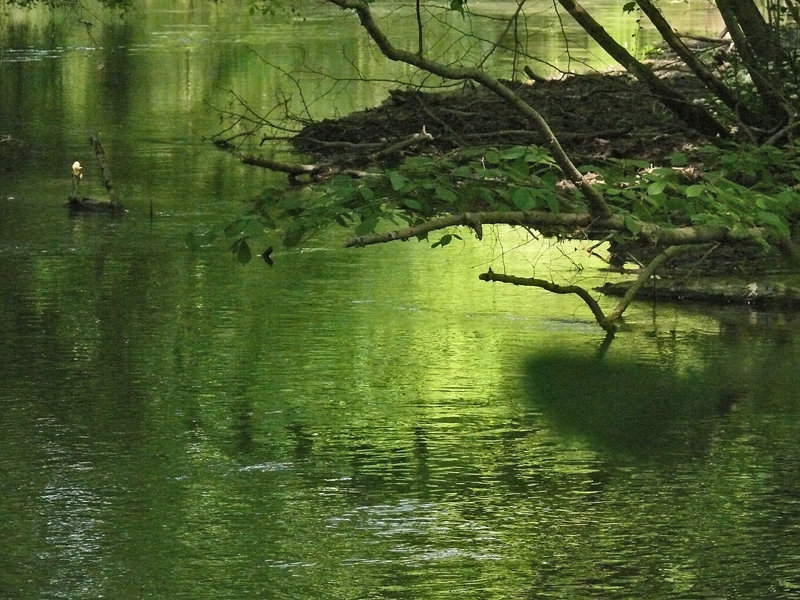 et l'eau de vie dans les sous-bois