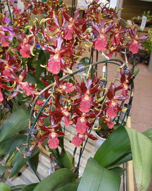 Orchidées