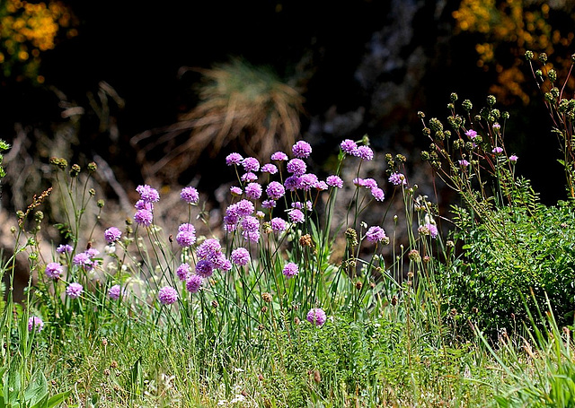 Armeria arenaria