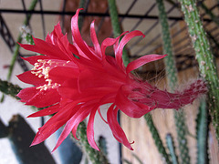 Cactus Flower (0232)