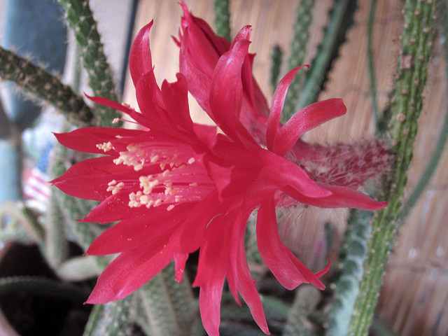 Cactus Flower (0233)