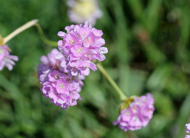 Armeria arenaria