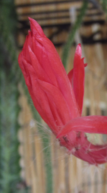 Cactus Flower (0234)