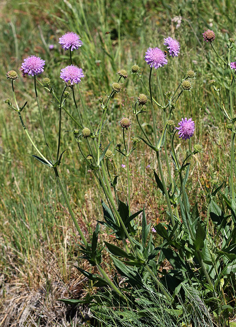 Knautia arvensis