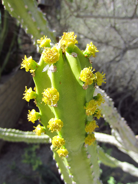 Flowering Cactus at Living Desert (0138)