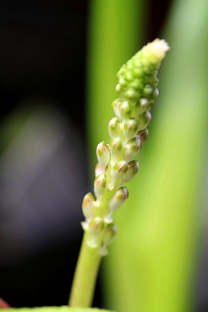 Lachenalia pustulata