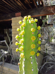 Flowering Cactus at Living Desert (0139)