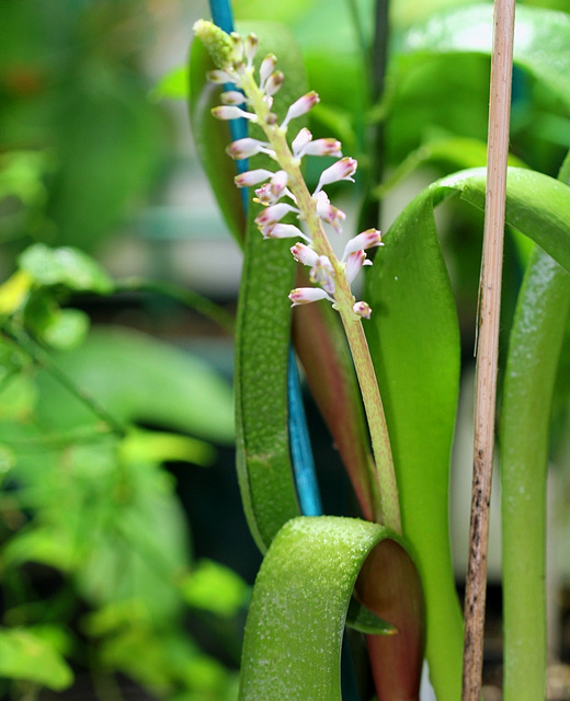 Lachenalia pustulata