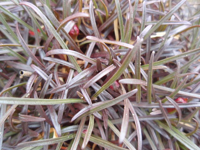 arméria maritima P4061098