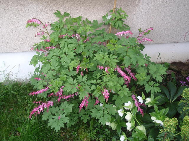 dicentra spectabilis P4051085