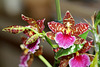 Odontoglossum Violetta Von Holm