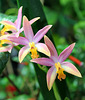 Laeliocattleya