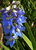 Les delphiniums s'ouvrent