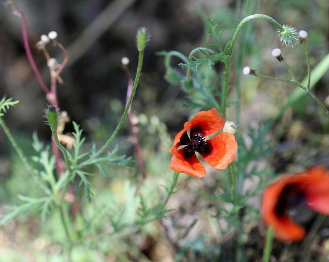 Papaver argemone