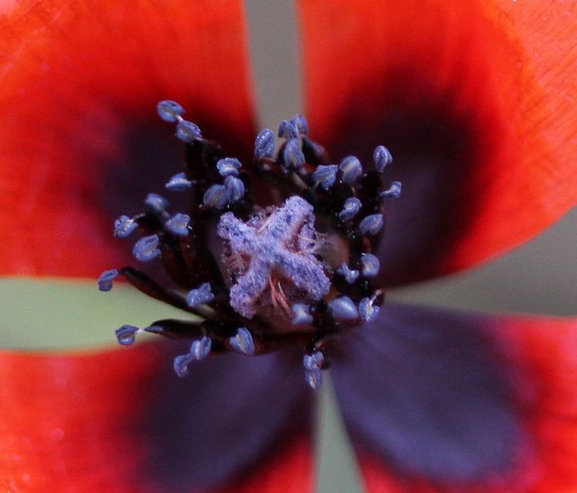 coeur de Papaver argemone