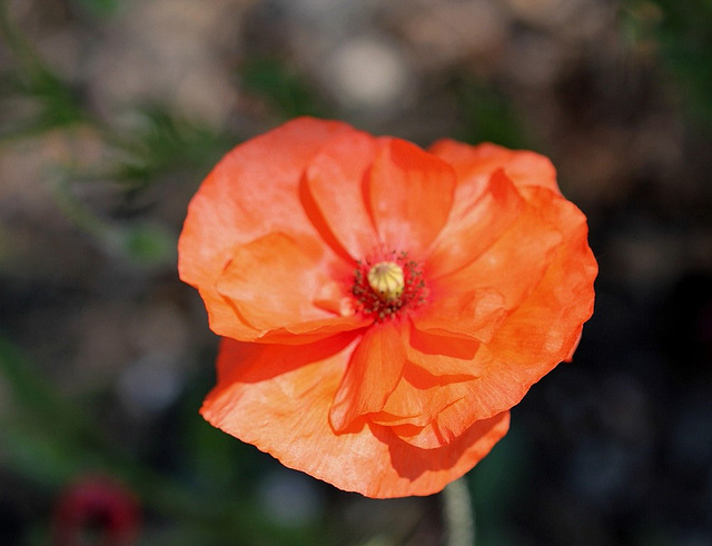 Papaver  rhoeas double