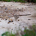 20110228 9980RAw [TR] Samtkopf-Grasmücke (Sylvia melanocephala), Manavgat