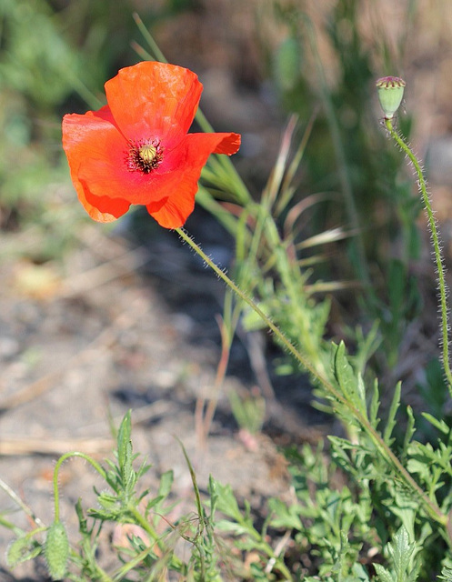 Papaver rhoeas