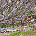 20110228 9979RAw [TR] Samtkopf-Grasmücke (Sylvia melanocephala), Manavgat