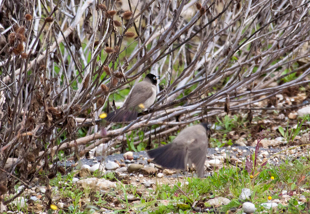 20110228 9978RAw [TR] Samtkopf-Grasmücke (Sylvia melanocephala), Manavgat