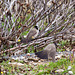 20110228 9978RAw [TR] Samtkopf-Grasmücke (Sylvia melanocephala), Manavgat