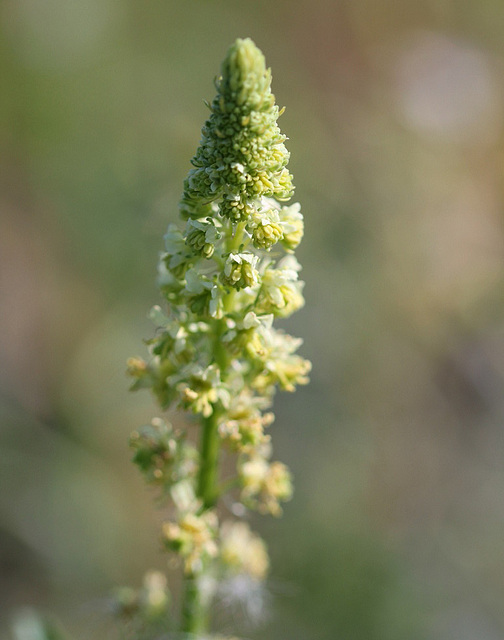 Reseda lutea 2