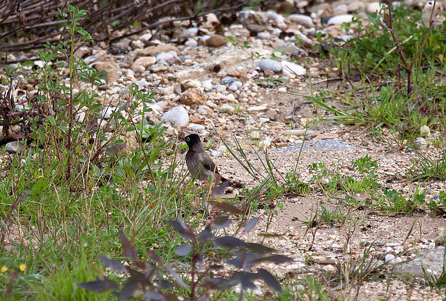 20110228 9977RAw [TR] Samtkopf-Grasmücke (Sylvia melanocephala), Manavgat