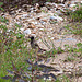 20110228 9977RAw [TR] Samtkopf-Grasmücke (Sylvia melanocephala), Manavgat