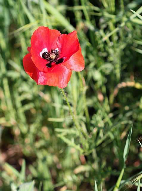 Papaver rhoeas