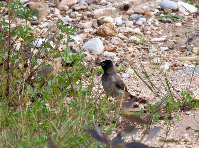 20110228 9976RAw [TR] Samtkopf-Grasmücke (Sylvia melanocephala), Manavgat