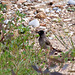 20110228 9976RAw [TR] Samtkopf-Grasmücke (Sylvia melanocephala), Manavgat