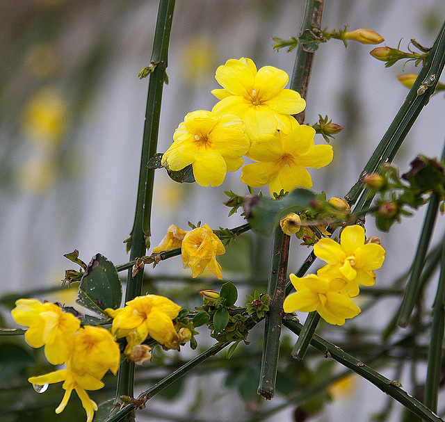 20110228 9974RAfw ManavgatBlüten