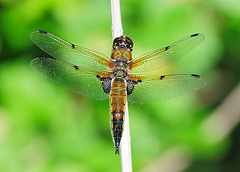 Four-spotted chaser (c)