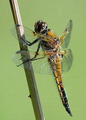 Four-spotted chaser (b)