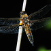 Four-spotted chaser (a)