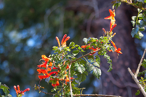 20110228 9959RAw [TR] Kapgeißblatt (Tecoma capensis), Manavgat