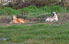 20110228 9952RAw [TR] Hirten-Hunde, Türkei