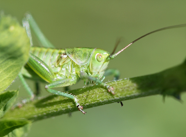 jeune sauterelle verte 2