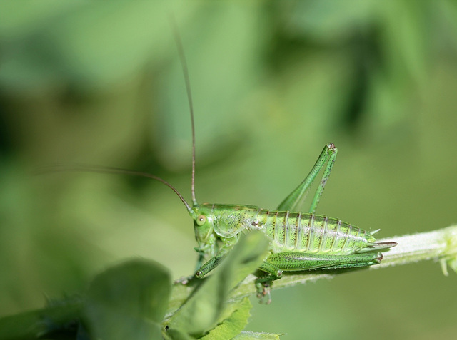 Jeune sauterelle verte