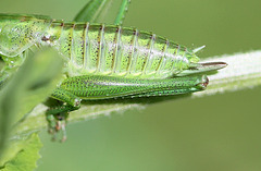 abdomen de jeune femelle