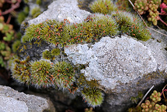 Grimmia pulvinata "fructifiée"