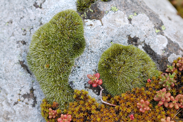 Grimmia pulvinata , en compagnie d'une Tortula et d'un Sedum album