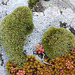 Grimmia pulvinata , en compagnie d'une Tortula et d'un Sedum album