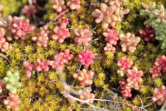 Sedum album , sur un lit de mousse ( tortula )