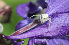 Araignée crabe sur ancolie