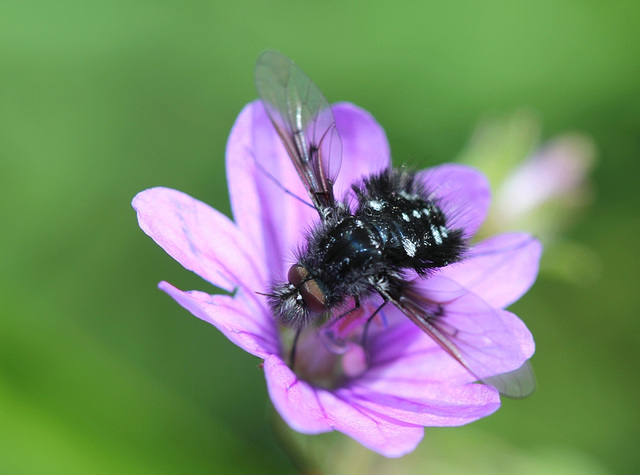 Bombylella atra